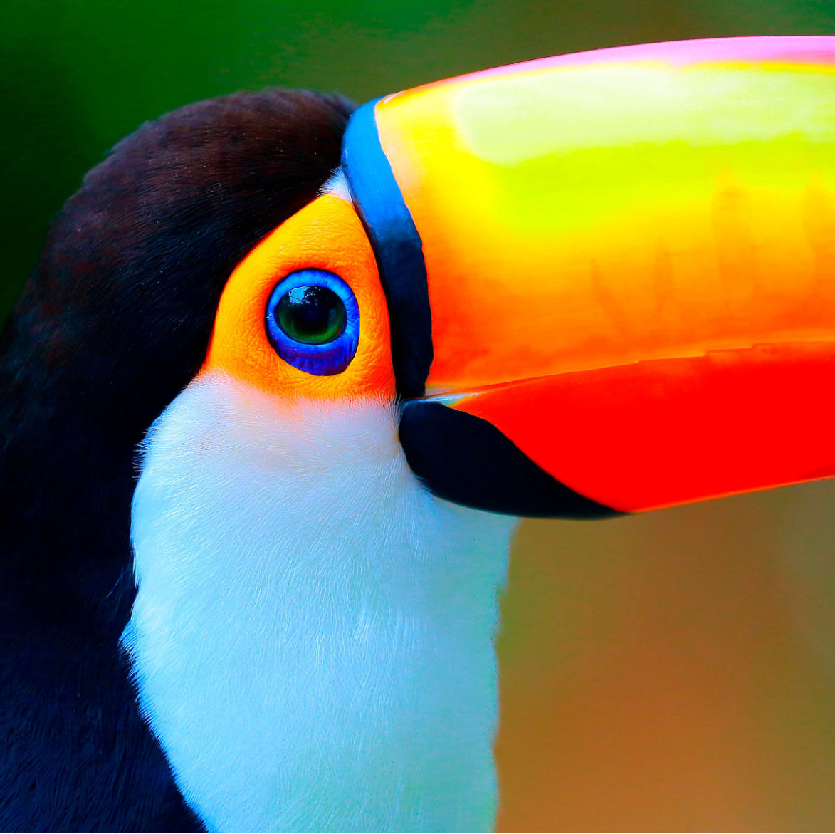 Toucan Lunch Napkin