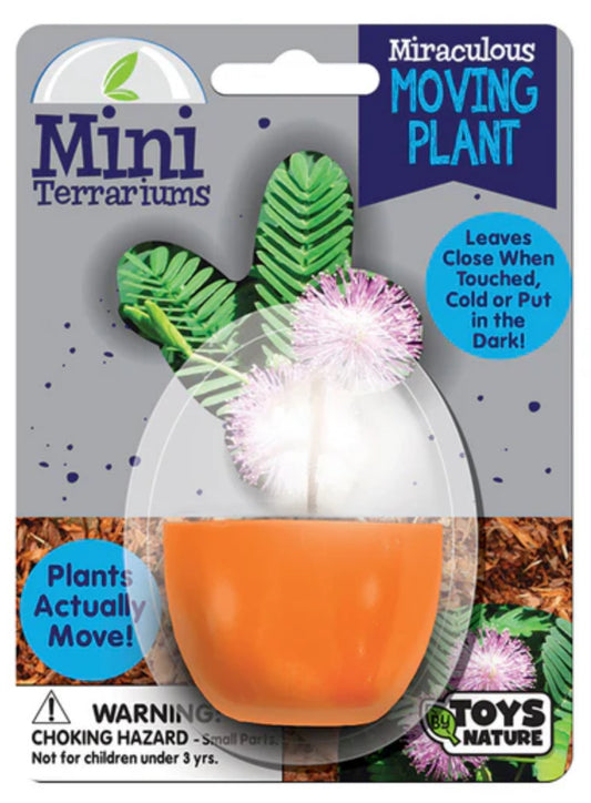 Mini terrarium moving plant