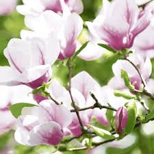 Magnolia Lunch Napkins